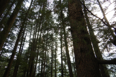 Manali - Cedar trees inside Van Vihar