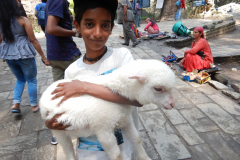 Manali - Nandan is with a Sheep at the Hadimba Temple