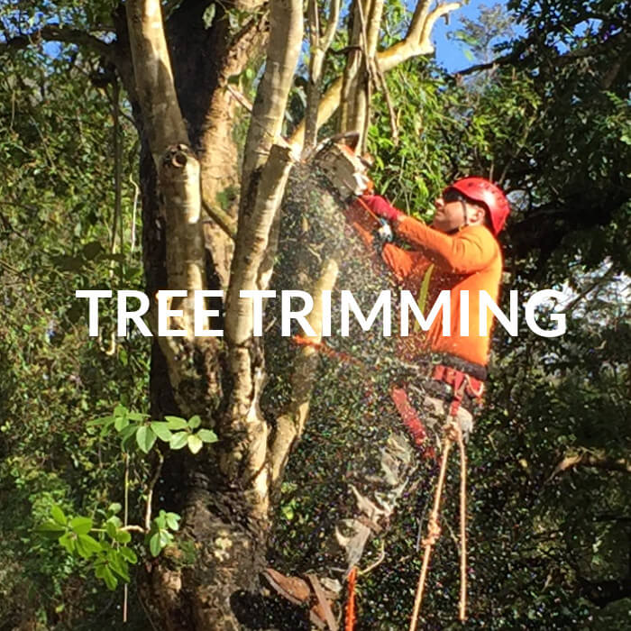 Isaiah’s Tree Service Professional for instant tree removal Kauai