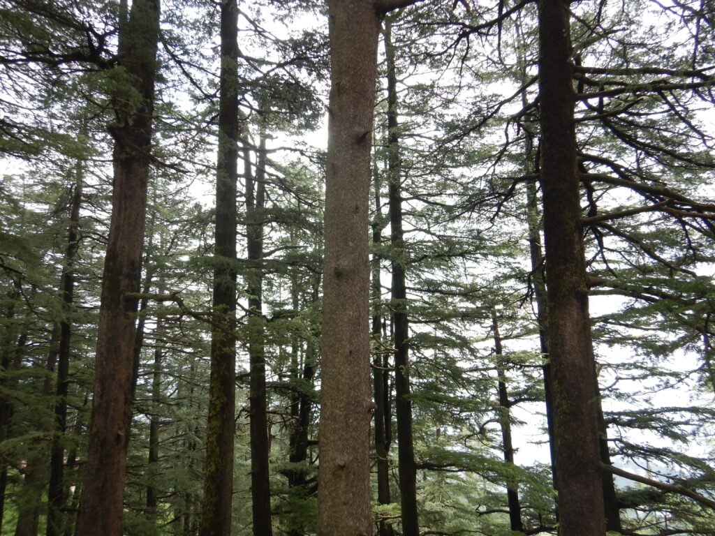 Beautiful Pine Trees all around Shimla